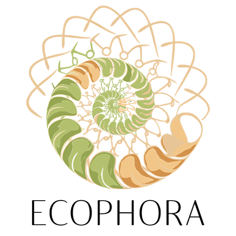 Le logo ecophora est une spirale.