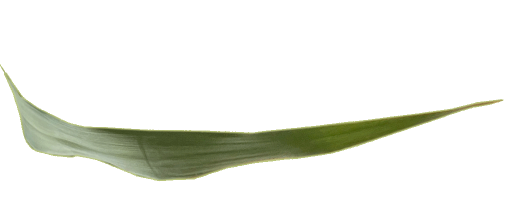 Une feuille de roseau du centre Ecophora