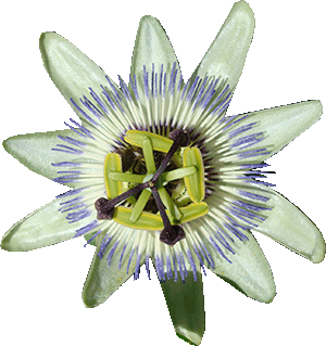 Une fleure de passiflore au centre Ecophora