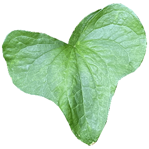 Une feuille de lierre au centre Ecophora